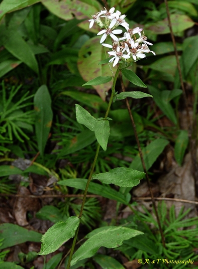 {Sericocarpus asteroides}